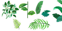 卡通手绘植物叶子绿叶免抠png