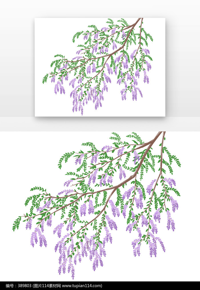 花带树枝的紫色槐花