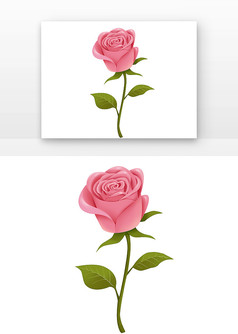 写实玫瑰花粉红色玫瑰鲜花花朵