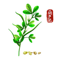 原创手绘中药葫芦巴