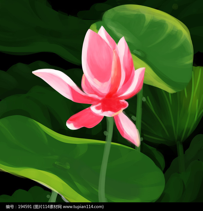 夏日荷花