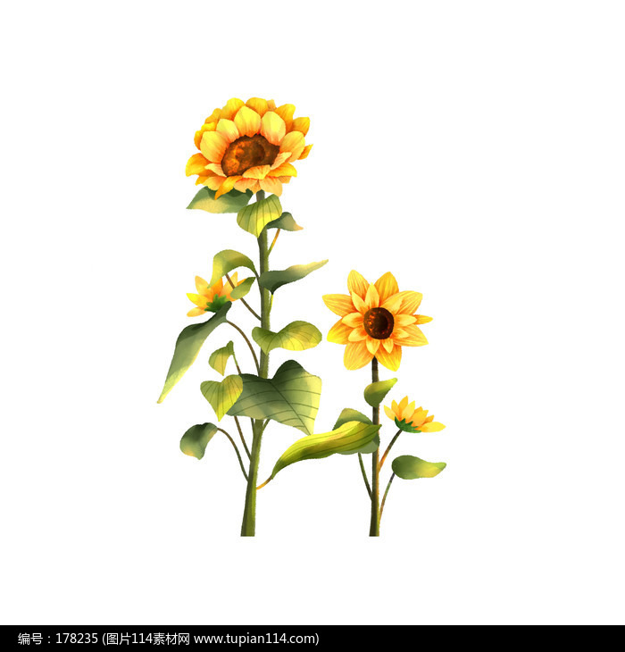 向日葵花枝