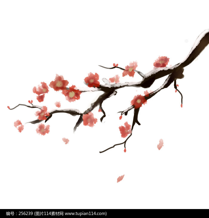 ���� ��ѩ ÷�� ����