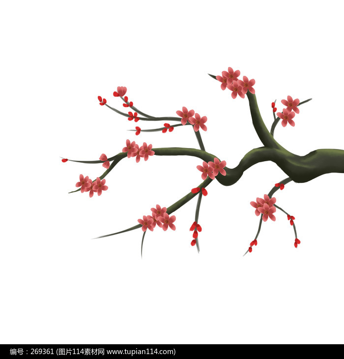 ������ѩ÷������