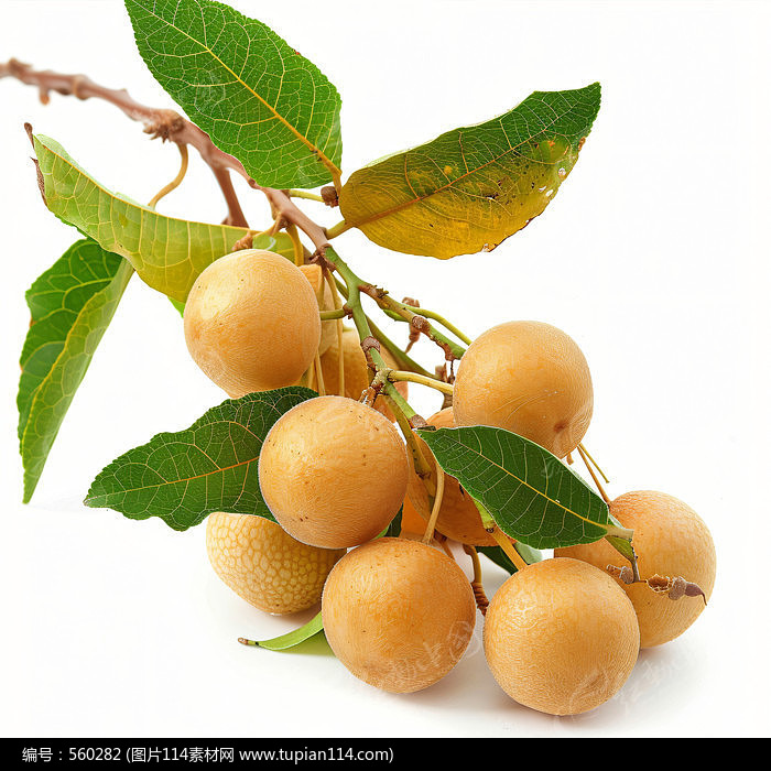 лˮ