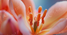 盛开的花朵细节图