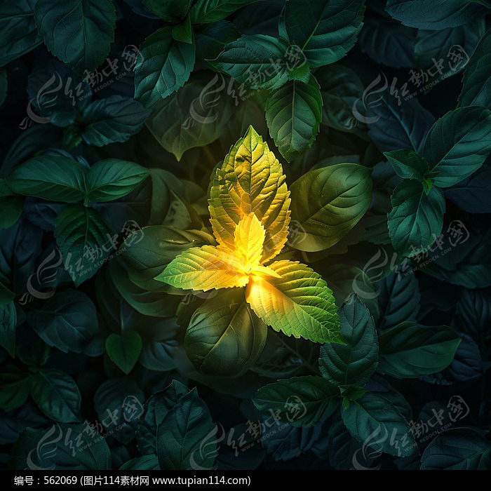 ԼɫҶ