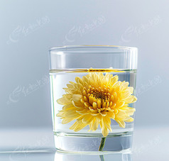 菊花茶