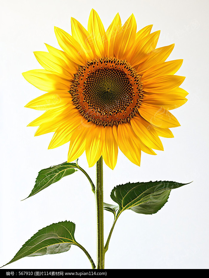 ŵտ