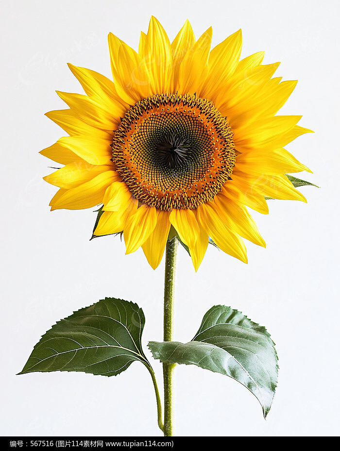 һտ