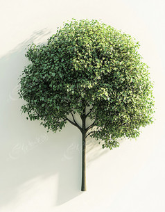 һô